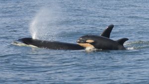 «Estábamos horrorizados»: Una orca mata a una cría para aparearse con su madre