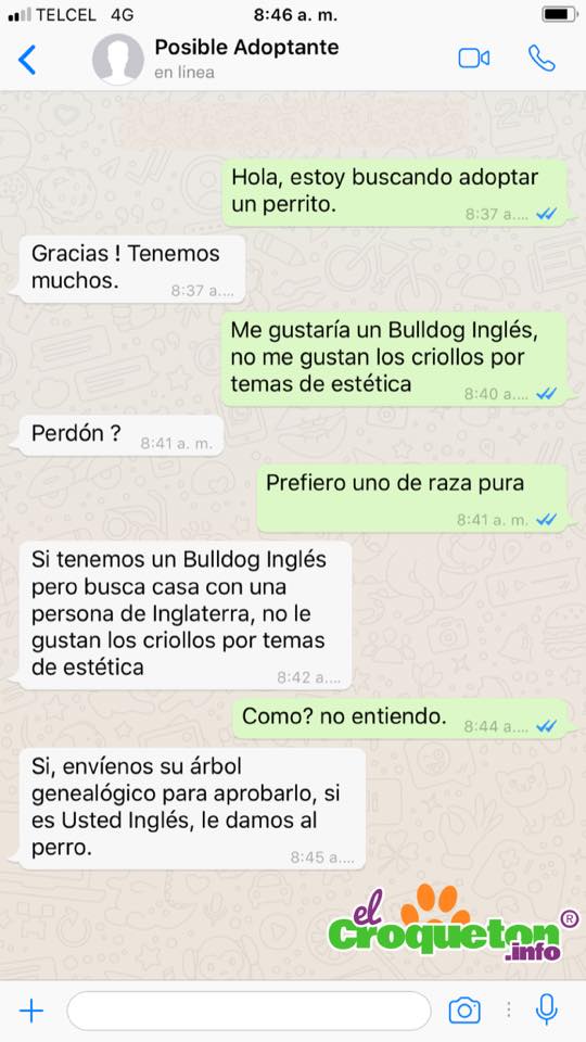 Chat de WhatsApp que se hace viral por querer un perro de raza y no criollo
