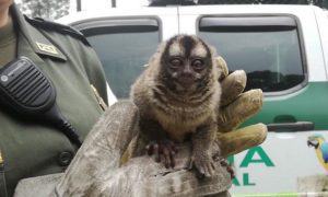 Mono tití fue rescatado en Bogotá