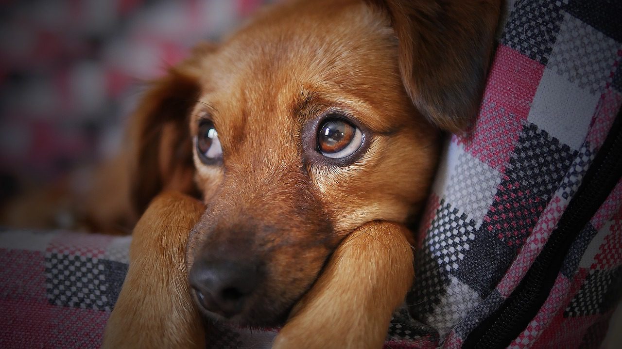 ¡Ojo con esto! Se están robando las mascotas en Colombia