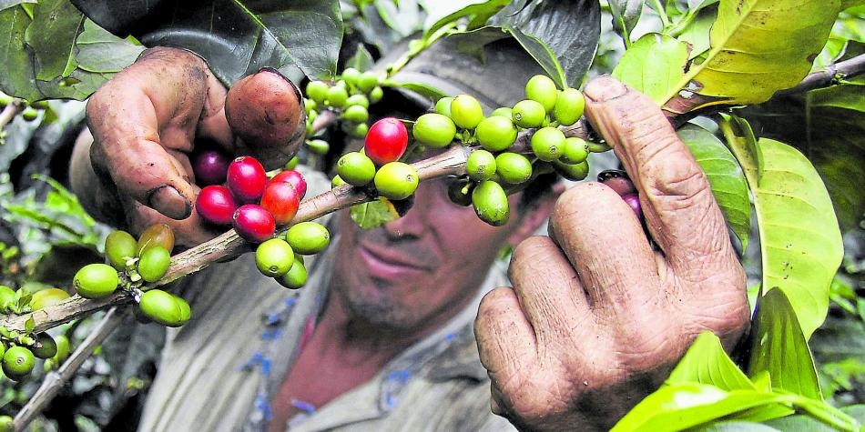 Abril fue un buen mes para la producción cafetera