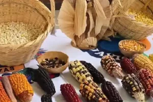 Cundinamarca: Estrategia busca reivindicar agricultura ancestral