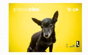 «Perra Vida»: la historia de Colombia contada por sus perros llega a Canal Trece