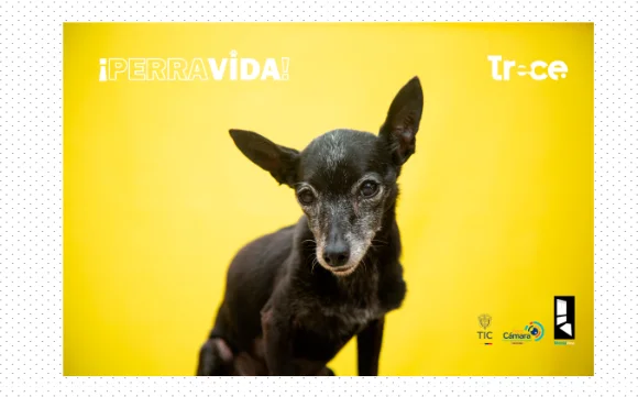 «Perra Vida»: la historia de Colombia contada por sus perros llega a Canal Trece