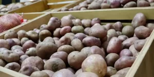 Gobernación lanza “Cundipapa” para salvar al sector papero