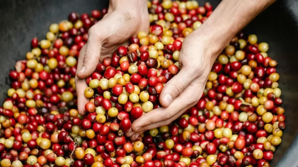 Crecen 26,2 % las exportaciones del agro colombiano