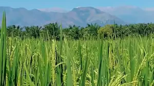 Gobierno fija precio mínimo para proteger a arroceros