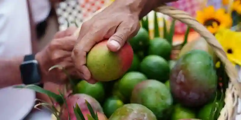 Cundinamarca bate récord con 94.000 toneladas de mango al año