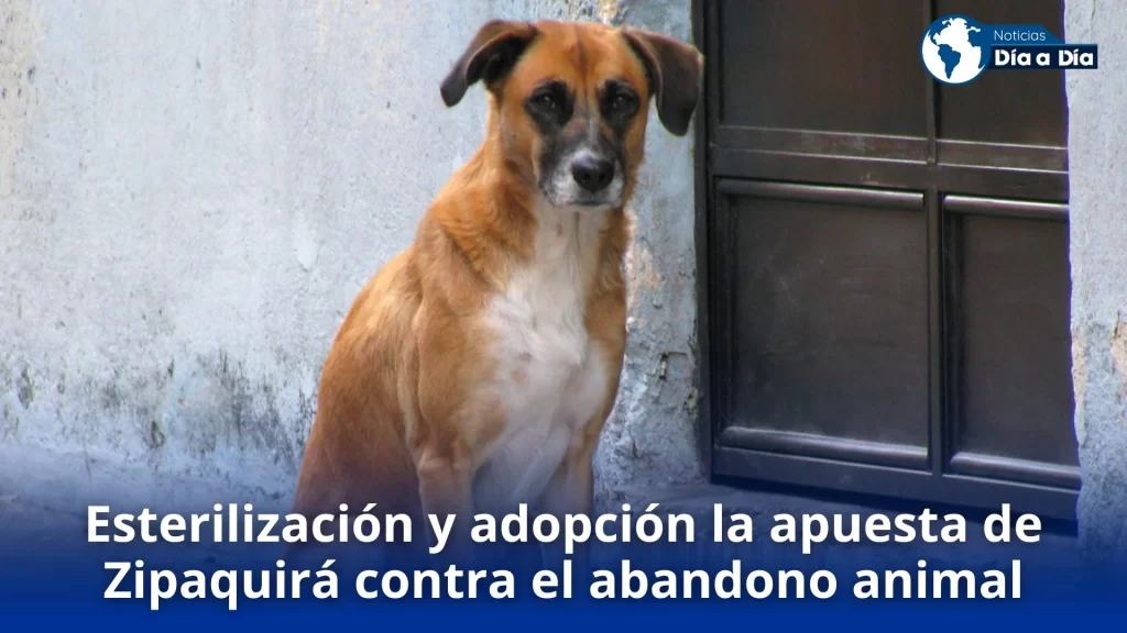Esterilización y adopción la apuesta de Zipaquirá contra el abandono animal