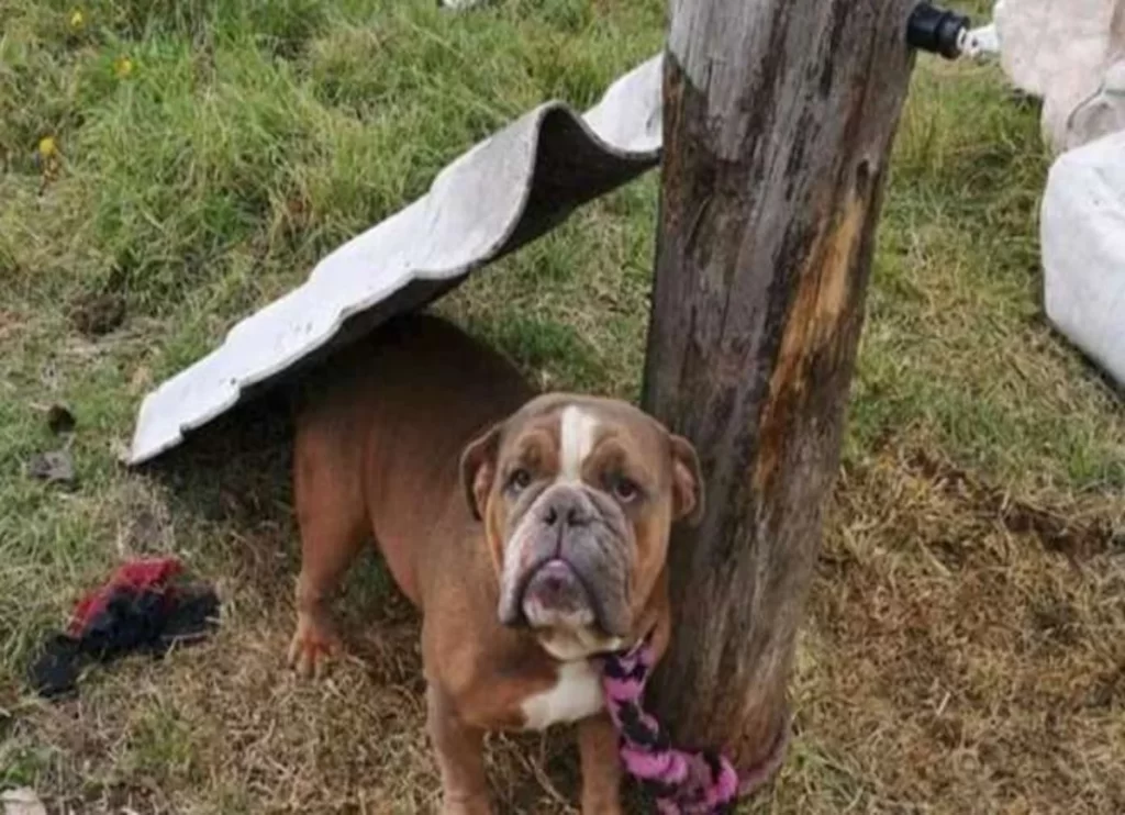 Detenido presunto responsable de delitos contra animales domésticos en Ciudad Bolívar