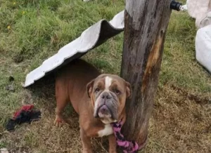 Detenido presunto responsable de delitos contra animales domésticos en Ciudad Bolívar