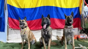 Venezuela condecoró a cuatro perros rescatistas colombianos